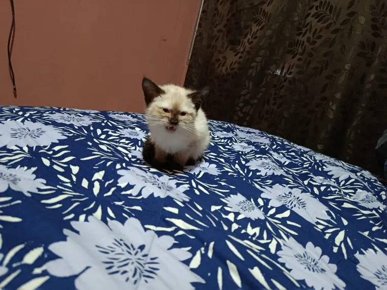Siamés de raza pura — Mascooriente