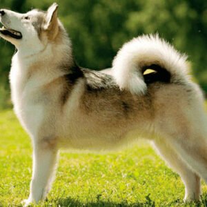 Alaskan Malamute