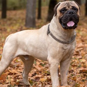 Bullmastiff