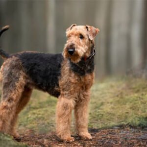 Airedale