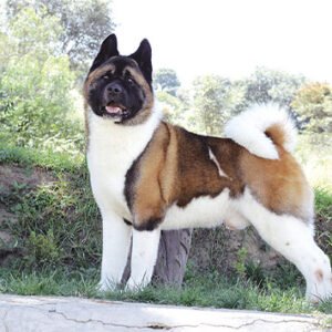 Akita Americano