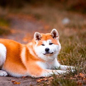 Akita Inu