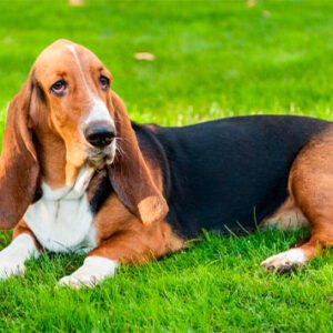 Basset Hound