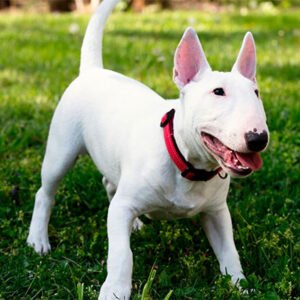 Bull Terrier