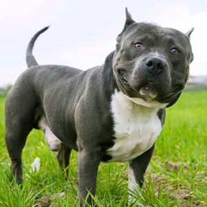 American Bully