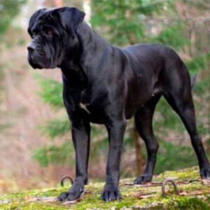 Cane Corso
