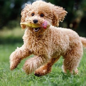 Caniche