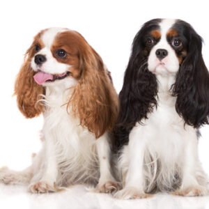 Cavalier King