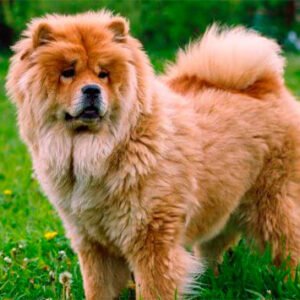 Chow Chow