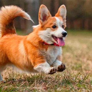 Corgi Gales De Pembroke