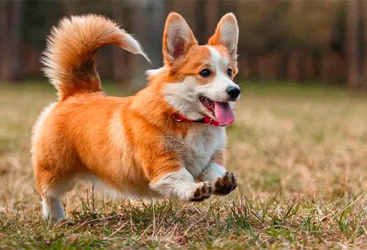 corgi.jpeg