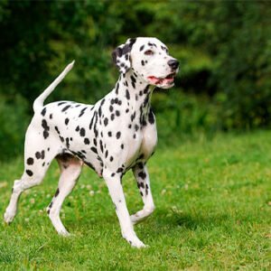 Dalmata