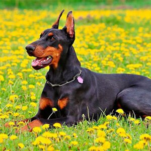 Doberman