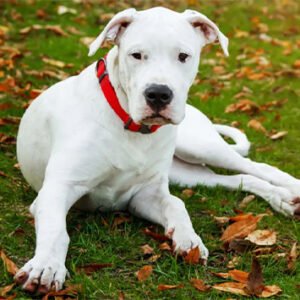 Dogo Argentino