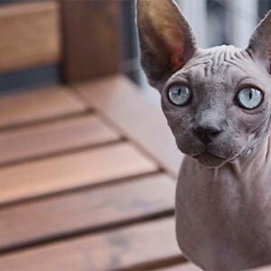 Esfinge (Sphynx)