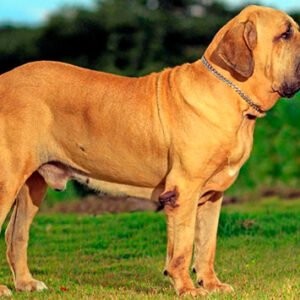 Fila Brasilero