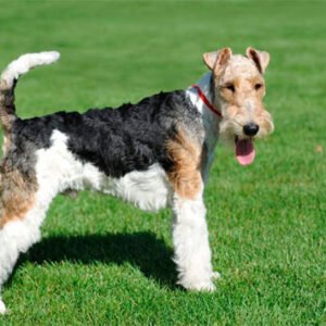 Fox Terrier