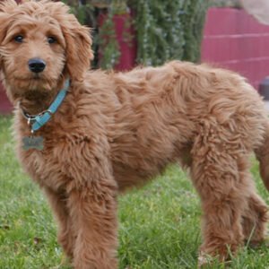 Golden Doodle