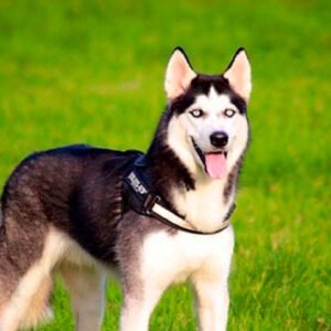 Husky Siberiano