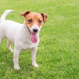 Jack Russell