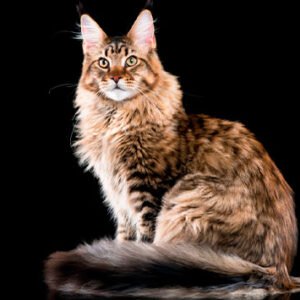 Maine Coon