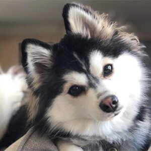 Pomsky