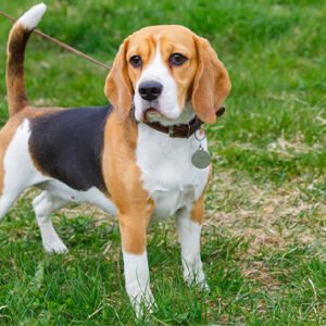 Beagle