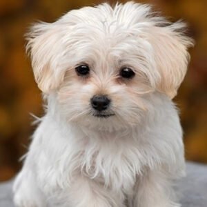 Bichon Maltés