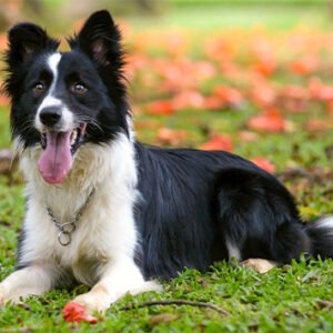 Border Collie