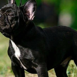 Bulldog Francés