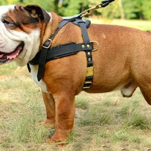 Bulldog Inglés