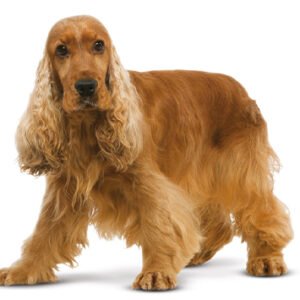 Cocker Spaniel
