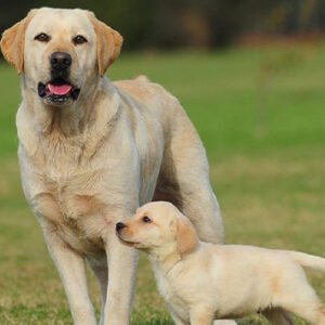 Labrador Retriever