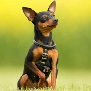 Pinscher