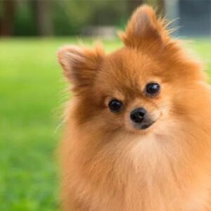 Pomerania Cara de Zorro