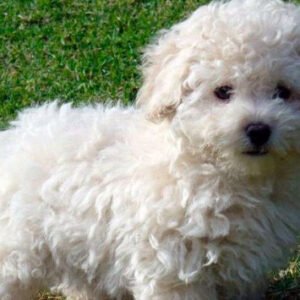 Poodle Mini Toy
