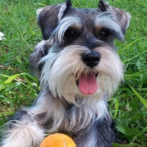 Schnauzer