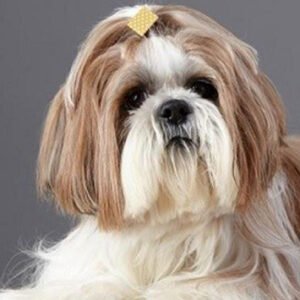 Shih Tzu