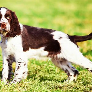 Springer Spaniel