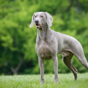 Weimaraner