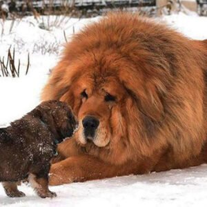 Mastin Tibetano