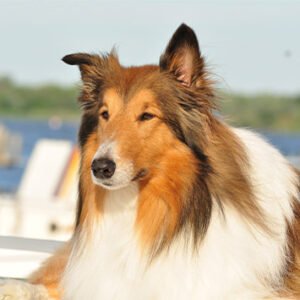 Pastor Collie
