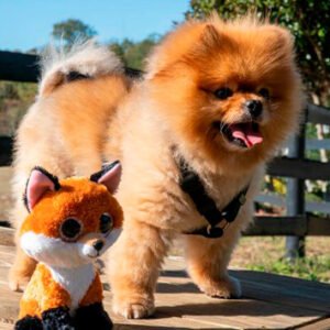 Pomerania Cara de Oso