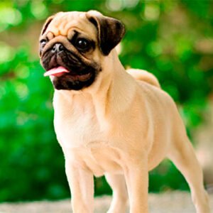 Pug
