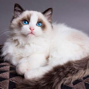 Ragdoll