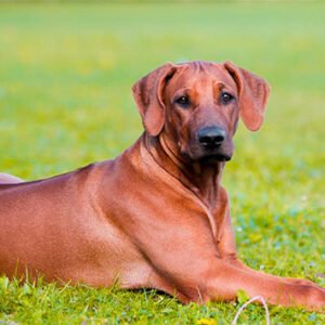Rhodesian