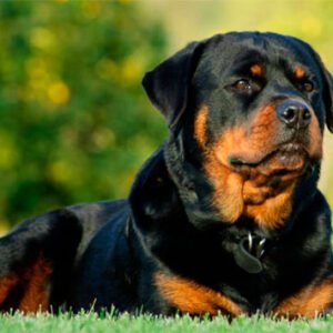 Rottweiler