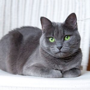 Ruso Azul