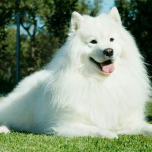 Samoyedo