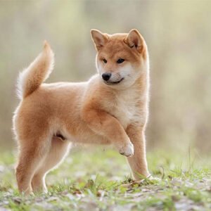 Shiba Inu